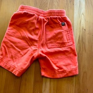 Tea Collection | orange shorts| 18-24
